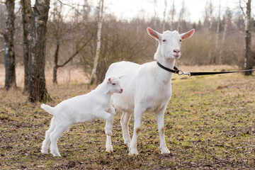 Small boer goat or goatling with mom goat, family on nature