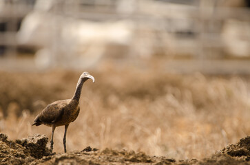 Glossy ibis Plegadis falcinellus watching for possible predators. Aguimes. Gran Canaria. Canary Islands. Spain.
