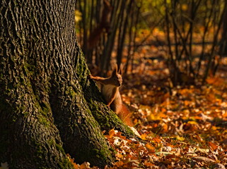 Squirrel in the park. Red squirrel. Eurasian red squirrel (Sciurus vulgaris). Squirrel in autumn in the park