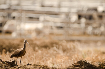 Glossy ibis Plegadis falcinellus standing. Aguimes. Gran Canaria. Canary Islands. Spain.
