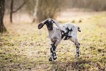 Obraz na płótnie Canvas Small south african boer goat doeling portrait on nature