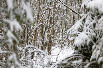 winter forest