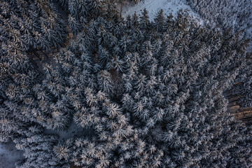 Winterwald