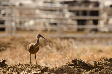 Glossy ibis Plegadis falcinellus standing. Aguimes. Gran Canaria. Canary Islands. Spain.