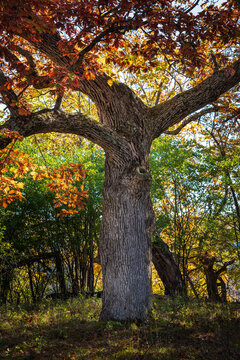 old tree at autumn in afton state park on the st croix river