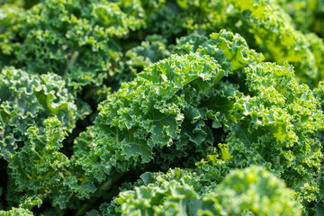 Top view of fresh green kale leaves. Natural food background close-up