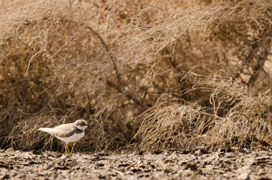 Little ringed plover Charadrius dubius. Aguimes. Gran Canaria. Canary Islands. Spain.