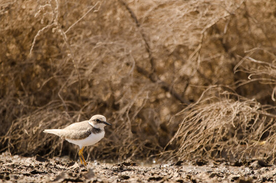 Little ringed plover Charadrius dubius. Aguimes. Gran Canaria. Canary Islands. Spain.