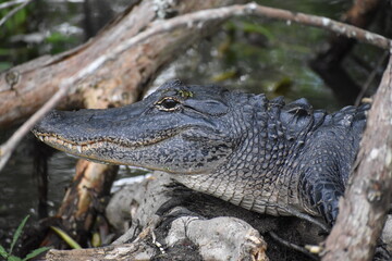 Gator Chillin - Closeup