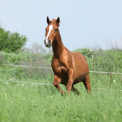 Budyonny horse running in spring