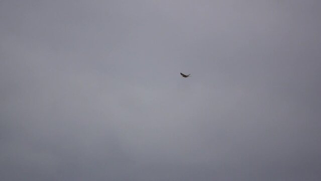 adult wild kestrel (Falco tinnunculus) bird of prey raptor hovering in a headwind whilst scanning for food 