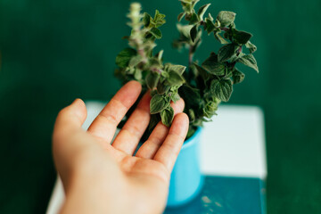 Hand holding leaf of oregano plant. Fresh oregano branch.