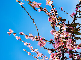 A BLOOMING ALMOND TREE