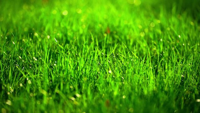 meadow grass with drops dew close up. beautiful green grass texture, abstract blurred nature background. image of purity freshness nature. 
