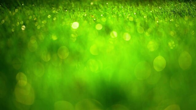 meadow grass with drops dew close up. beautiful green grass texture, abstract blurred nature background. image of purity freshness nature. 

