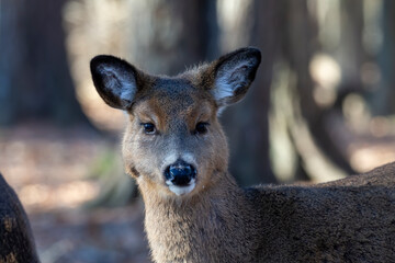 The white-tailed deer (Odocoileus virginianus), also known as the whitetail or Virginia deer