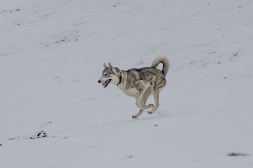 Husky im Schnee