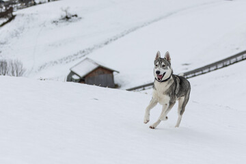 Husky im Schnee