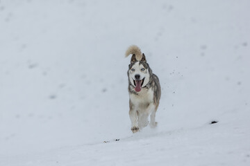 Husky im Schnee