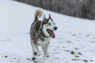 Husky im Schnee