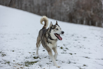Husky im Schnee