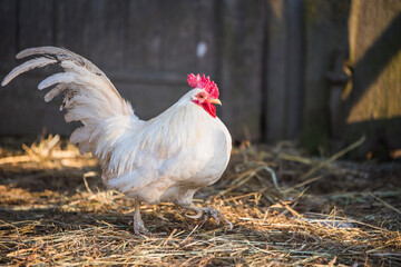 White rooster walks around the yard, portrait