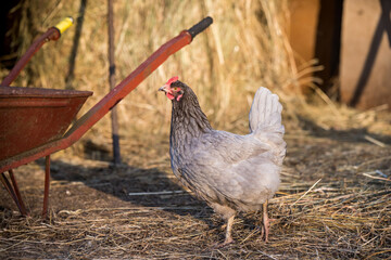 Chicken outside in the village on nature
