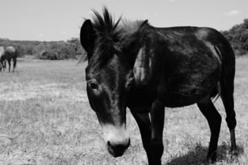 Mini mule in Texas ranch field.