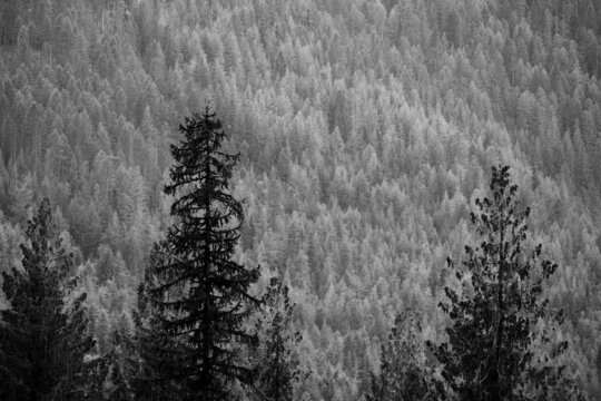 Idaho mountains with trees in black and white for nature background.