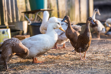 Group of geese walking around yard and garden
