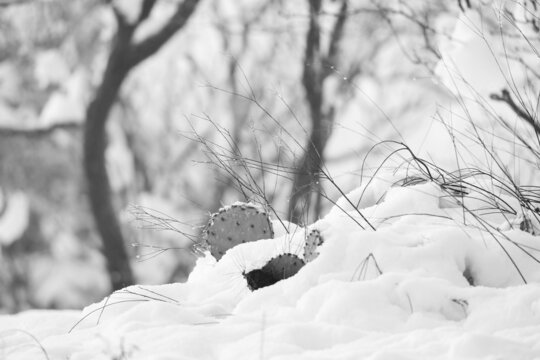 Prickly Pear Cactus Under Snow In Winter Texas Landscape.