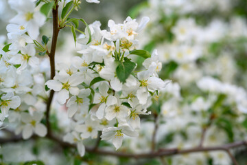 White Apple Flowers. Beautiful flowering apple trees. Background with blooming flowers in spring day. Blooming apple tree Malus domestica close-up. Apple Blossom.