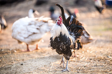 Motley rooster walks around the yard in village