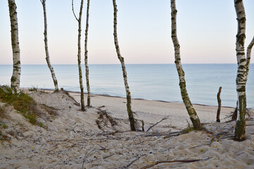 Sea, birches, dawn.
