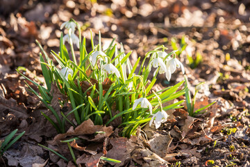Flowers of snowdrop spring garden. Common snowdrop Galanthus nivalis flowers