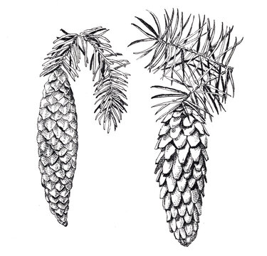 Black and white conifer cones on white background