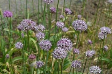 Blooming lavender onion, scientific name Allium quercetorum