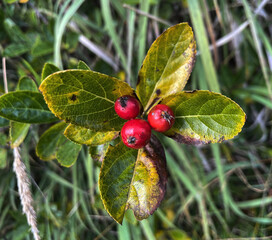 Immergrüner Kreuzdorn (Rhamnus)