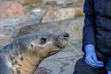 Seal waiting for a treat in the rehabilitation centre
