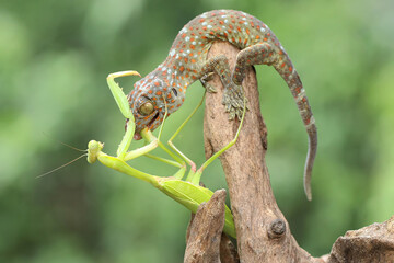 A young tokay gecko preys on a praying mantis on dry wood. This reptile has the scientific name Gekko gecko. 