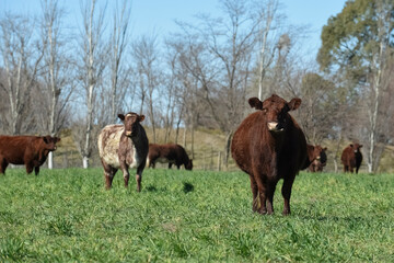 Cows fed with natural grass in pampas countryside, Patagonia, Argentina.