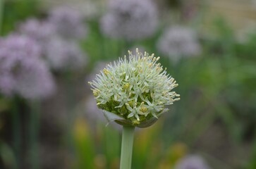 Blooming white onion, scientific name Allium saposhnikovii