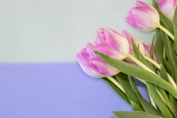 pink tulips on blue background and free space for text. greeting card template. mothers day. women's day. spring mood.