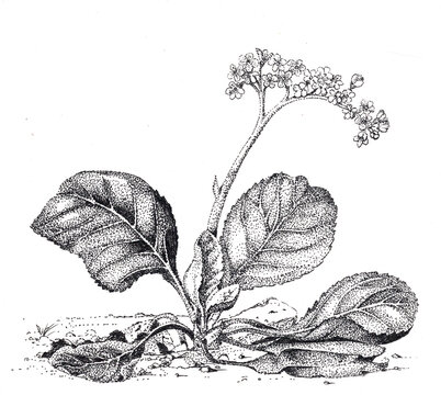 Black and white sketch of bergenia plant