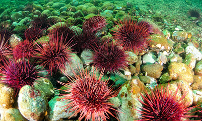 Red sea urchin group - obrazy, fototapety, plakaty