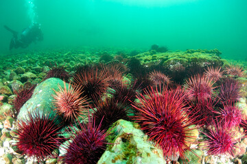 Red sea urchin and a scuba diver