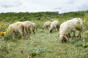 A herd of sheep grazing in the meadow