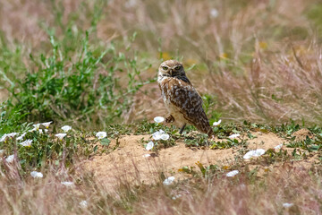 A Burrowing Owl standing atop a sandy mound with a raised foot, in a wild natural habitat with scattered white flowers, gazing intently at the viewer.