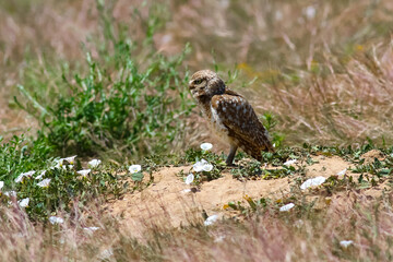 A Burrowing Owl in side profile standing atop a sandy mound, in a wild natural habitat with scattered white flowers on the ground.