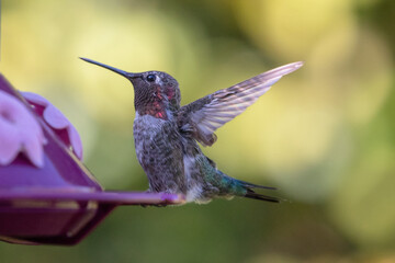 Fototapeta na wymiar Hummingbird in Port Hueneme California United States